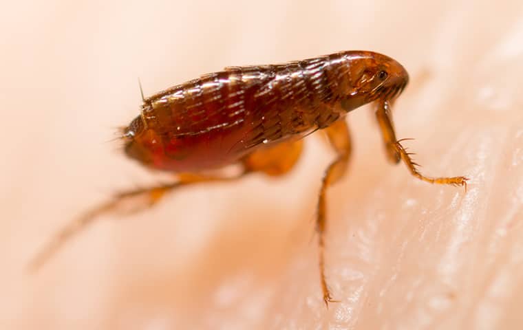 image of a flea