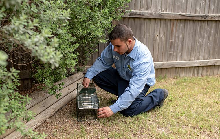 Pest Technician setting trap for wildlife