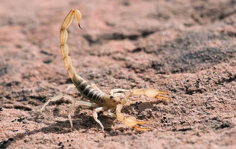 Scorpion In San Antonio 2.1).2007071612550 